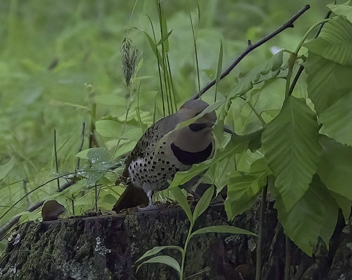 Northern Flicker - Mandy Talpas -Hawaii Bird Tours