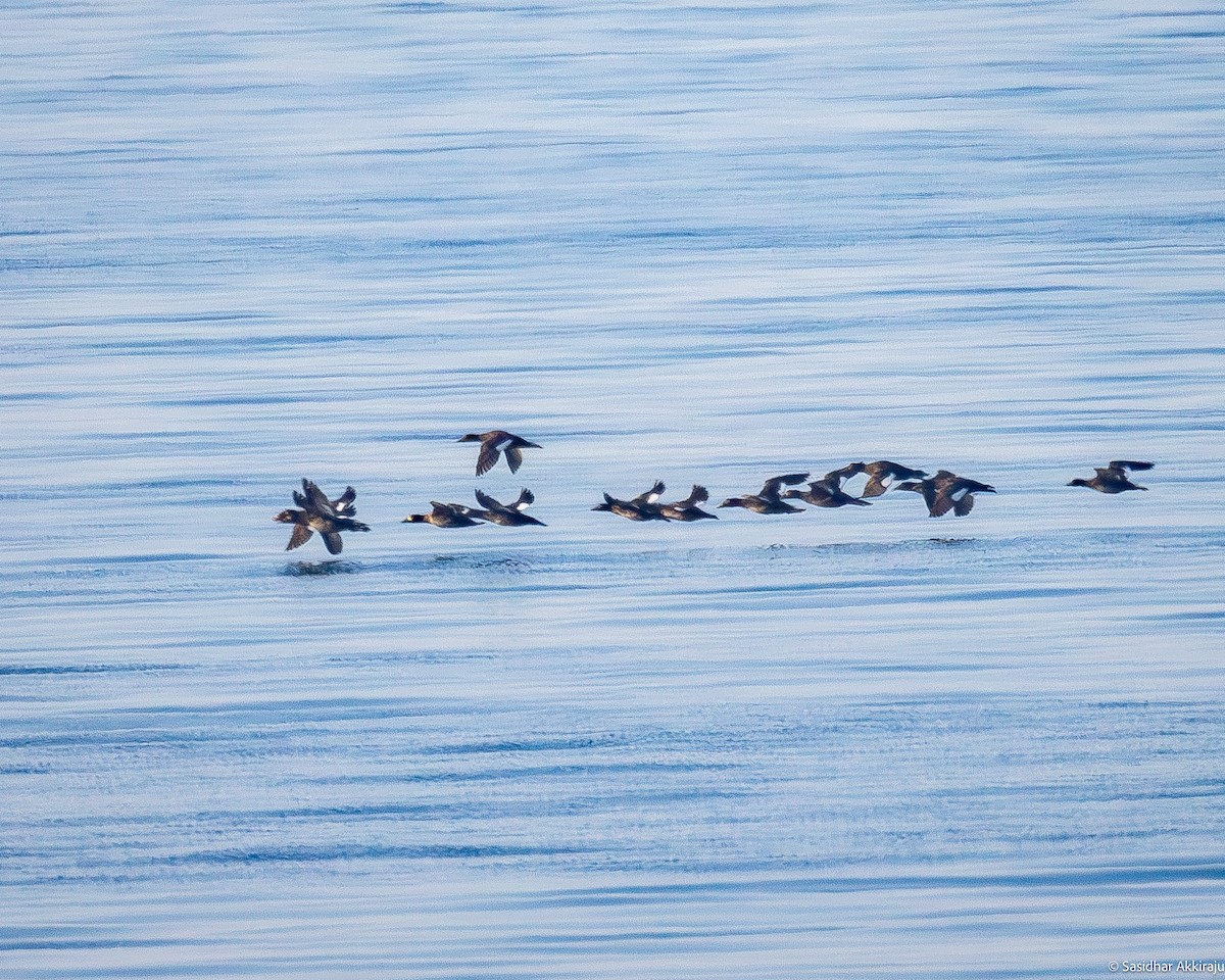 Surf Scoter - Sasi Akkiraju