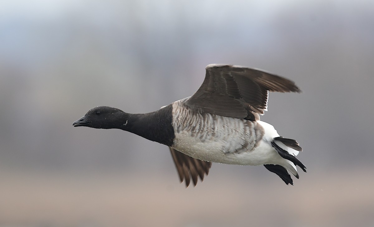 Brant - ML619470555