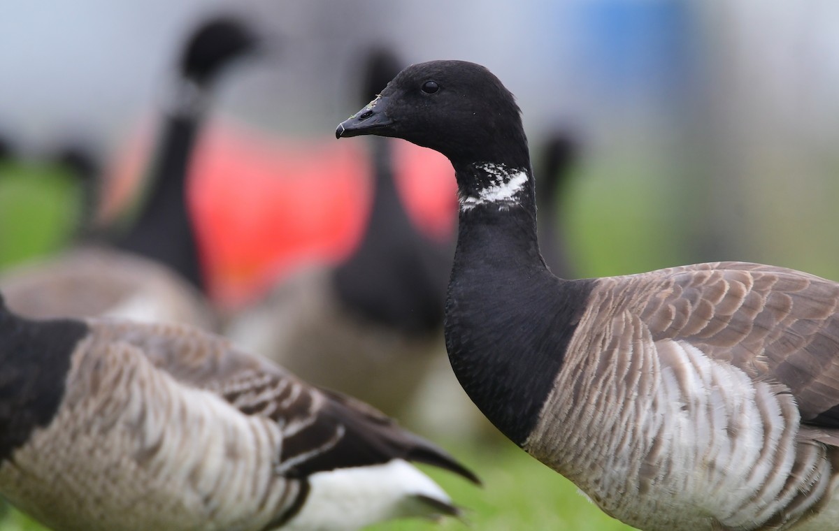 Brant - ML619470557