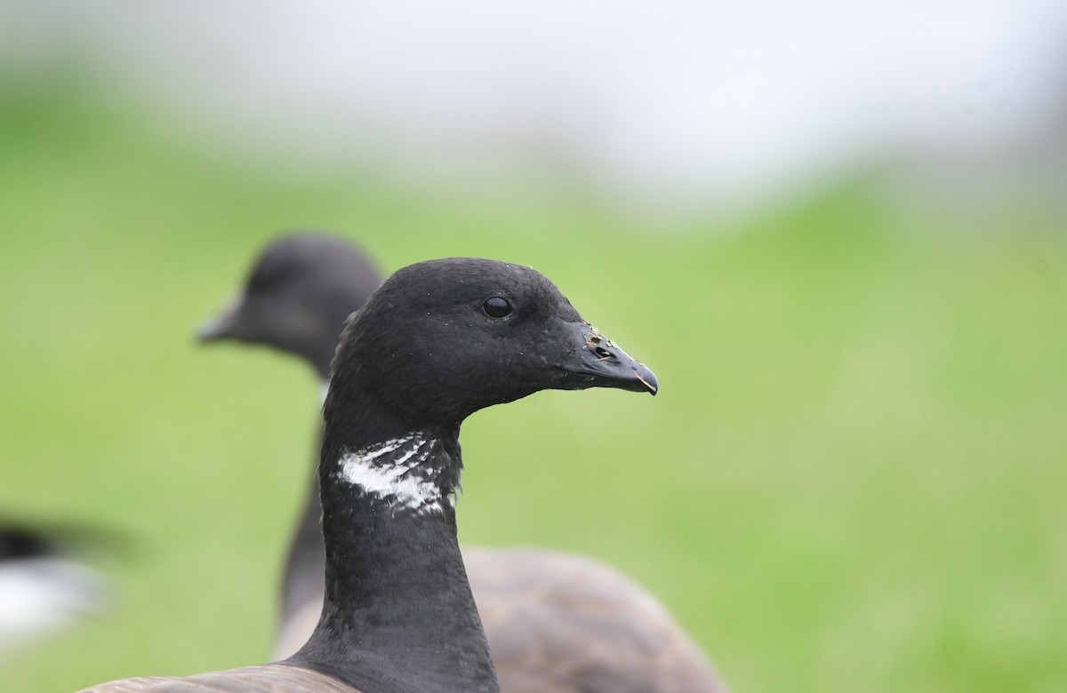 Brant - ML619470558