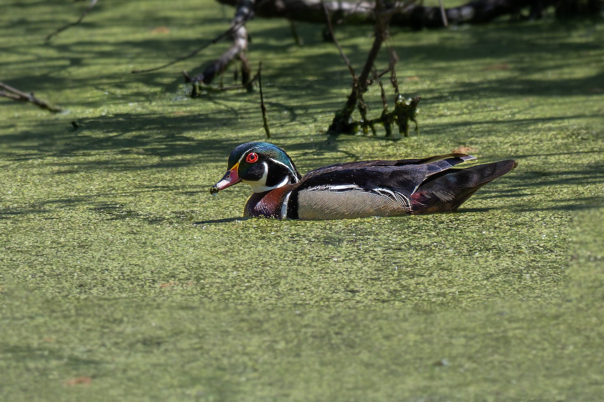 Wood Duck - Alex Luna