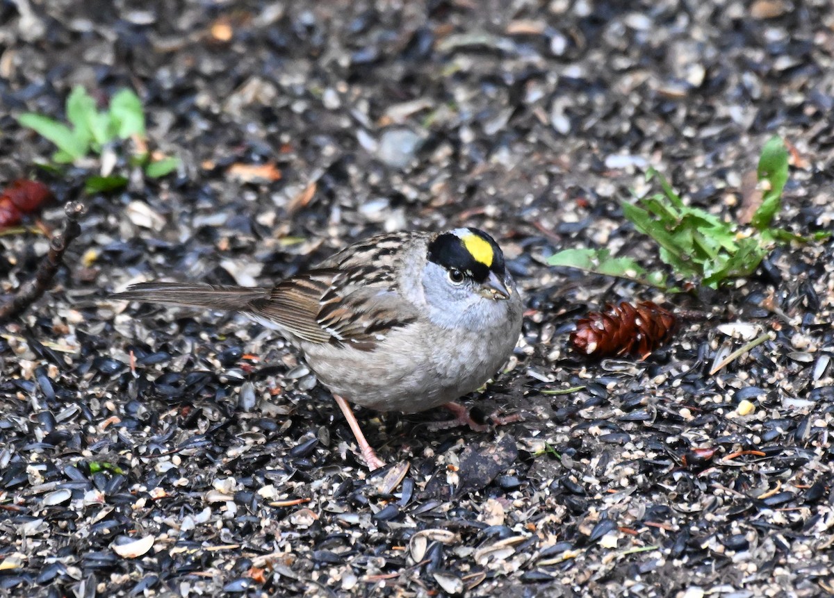 Golden-crowned Sparrow - Susan and Andy Gower/Karassowitsch