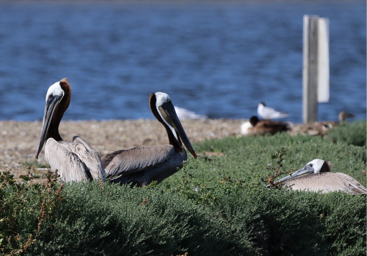 Brown Pelican - ML619470567