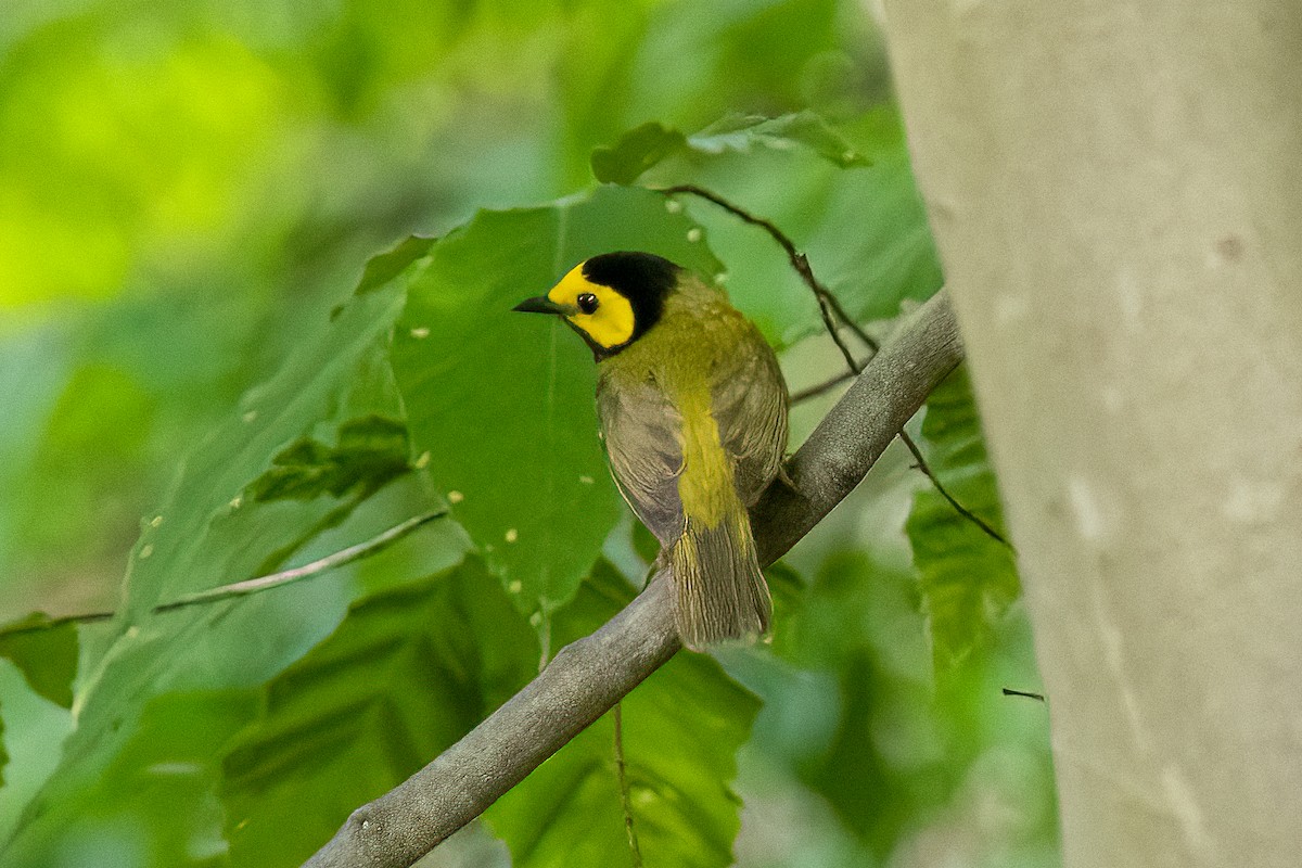 Hooded Warbler - Eleanor Shavell