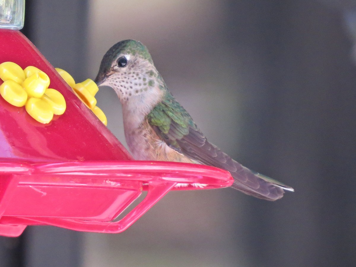 Broad-tailed Hummingbird - Susan Patla