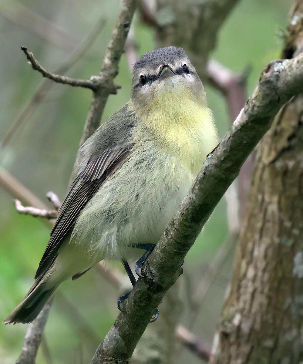 Philadelphia Vireo - Charlotte Byers