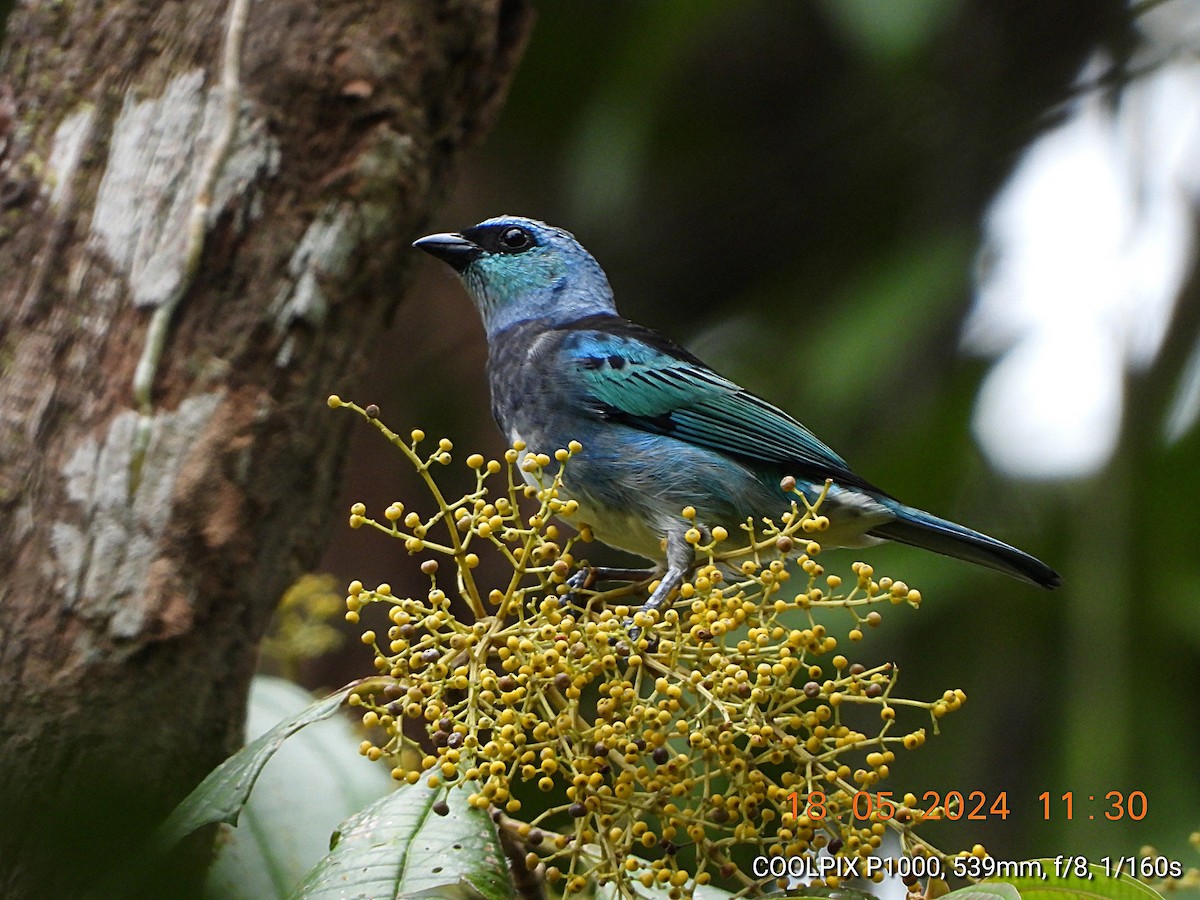 Masked Tanager - ML619470575