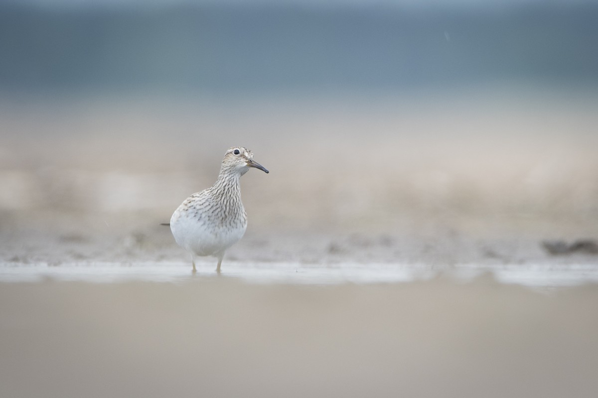 Pectoral Sandpiper - Jameson Koehn