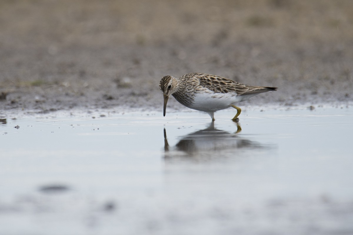 Pectoral Sandpiper - Jameson Koehn