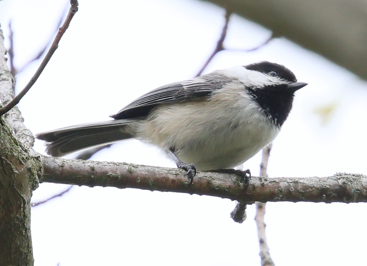 Black-capped Chickadee - Charlotte Byers