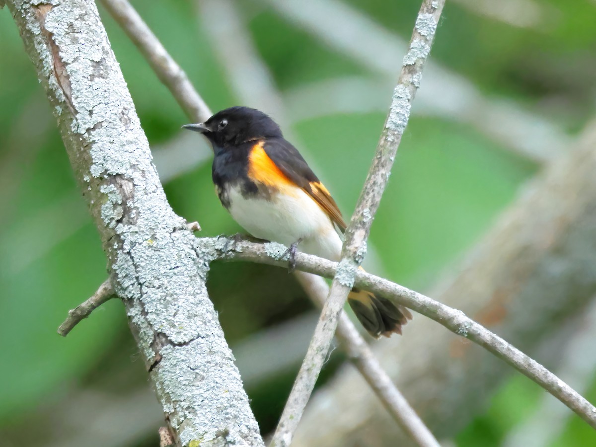 American Redstart - Charlie Arp