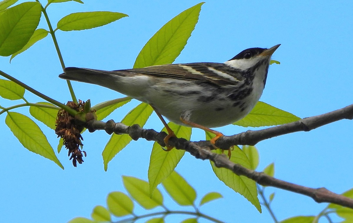 Blackpoll Warbler - Steven C