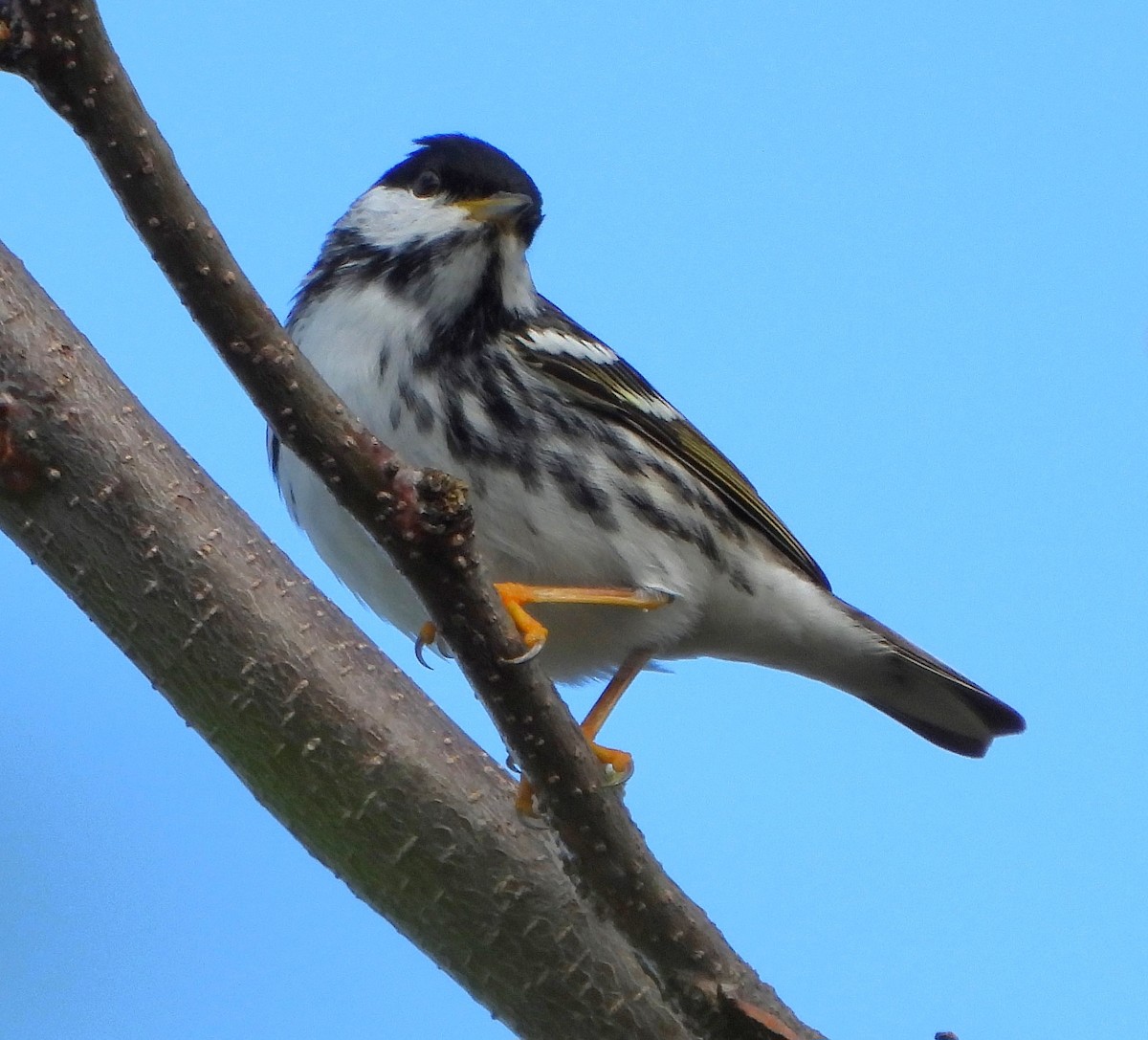 Blackpoll Warbler - Steven C