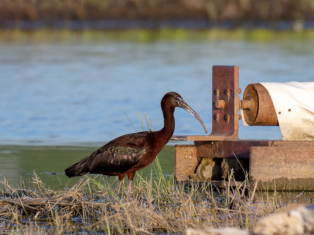 Glossy Ibis - David French