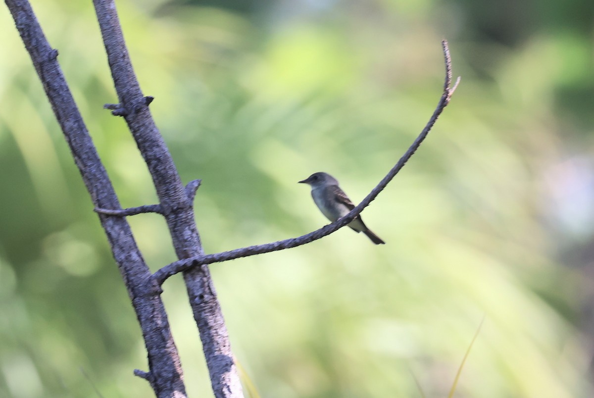 Alder/Willow Flycatcher (Traill's Flycatcher) - ML619470633