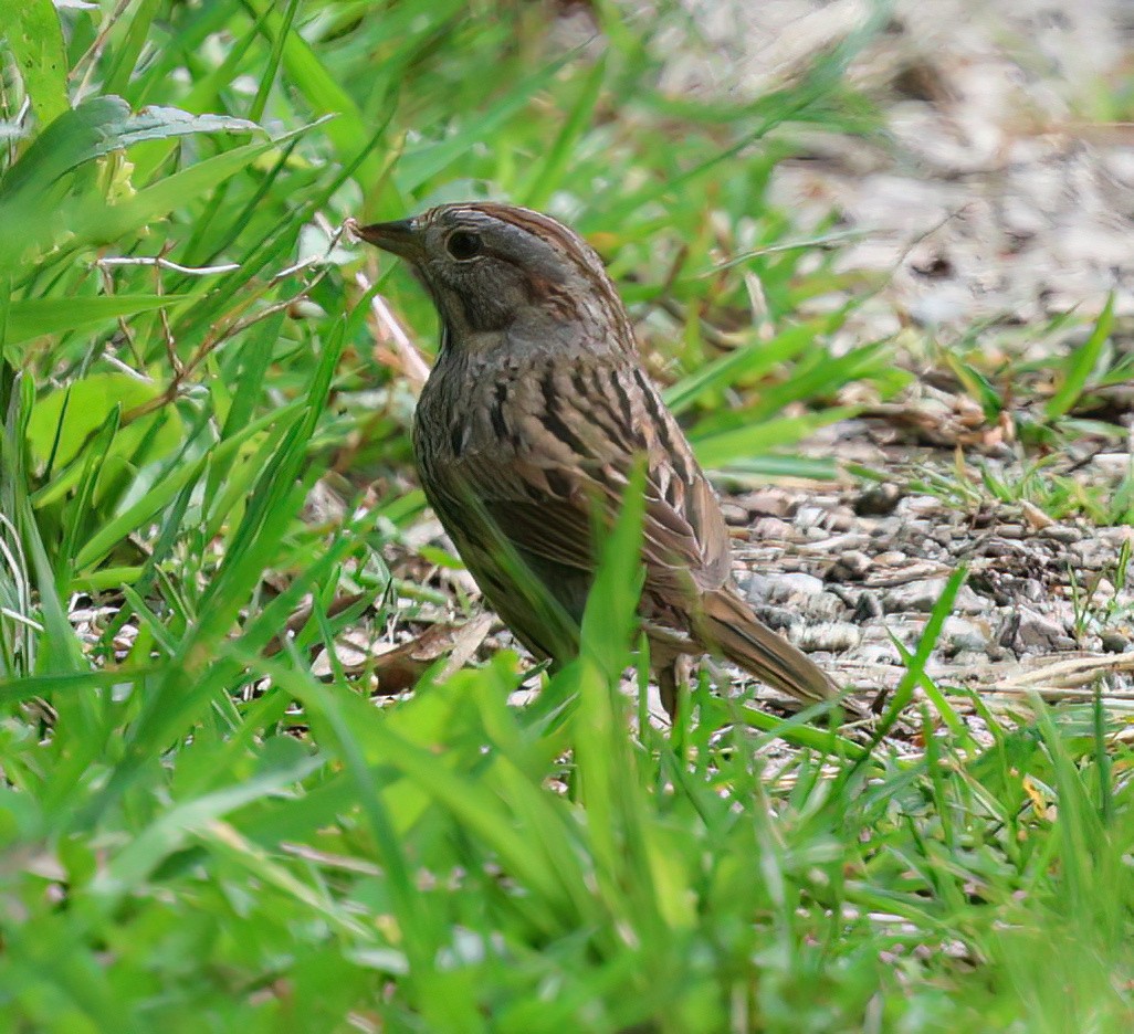 Lincoln's Sparrow - Charlotte Byers