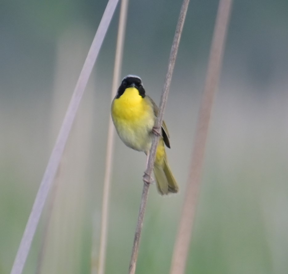 Common Yellowthroat - Nicolle and H-Boon Lee