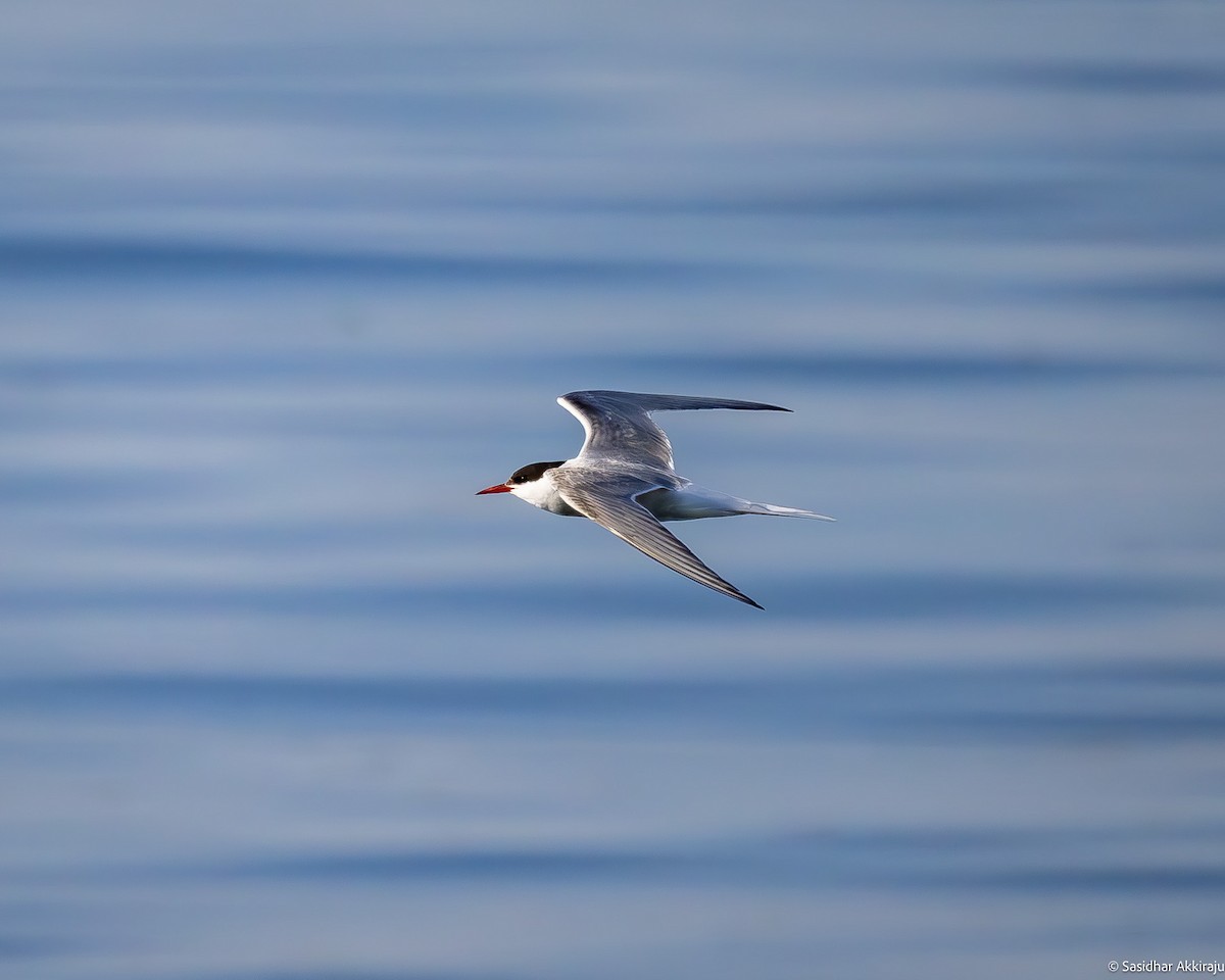 Arctic Tern - Sasi Akkiraju