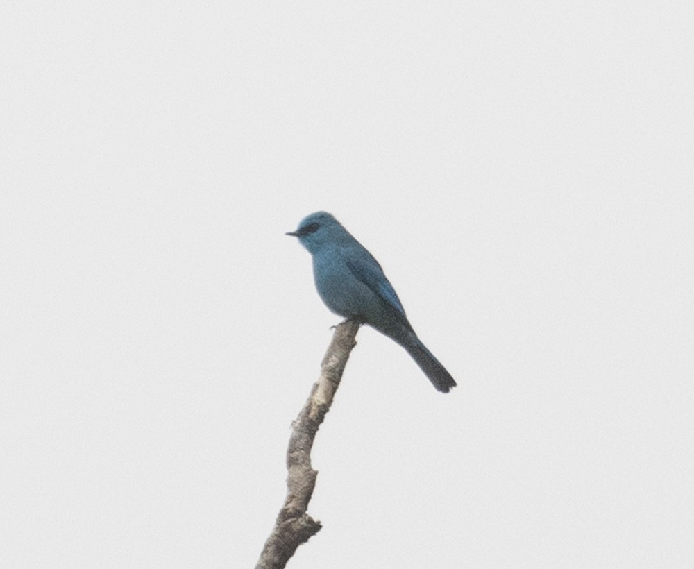 Verditer Flycatcher - Lindy Fung