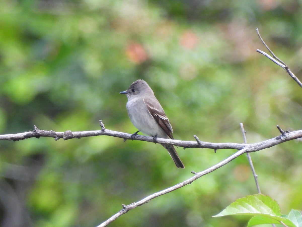 Western Wood-Pewee - Mark Stevens