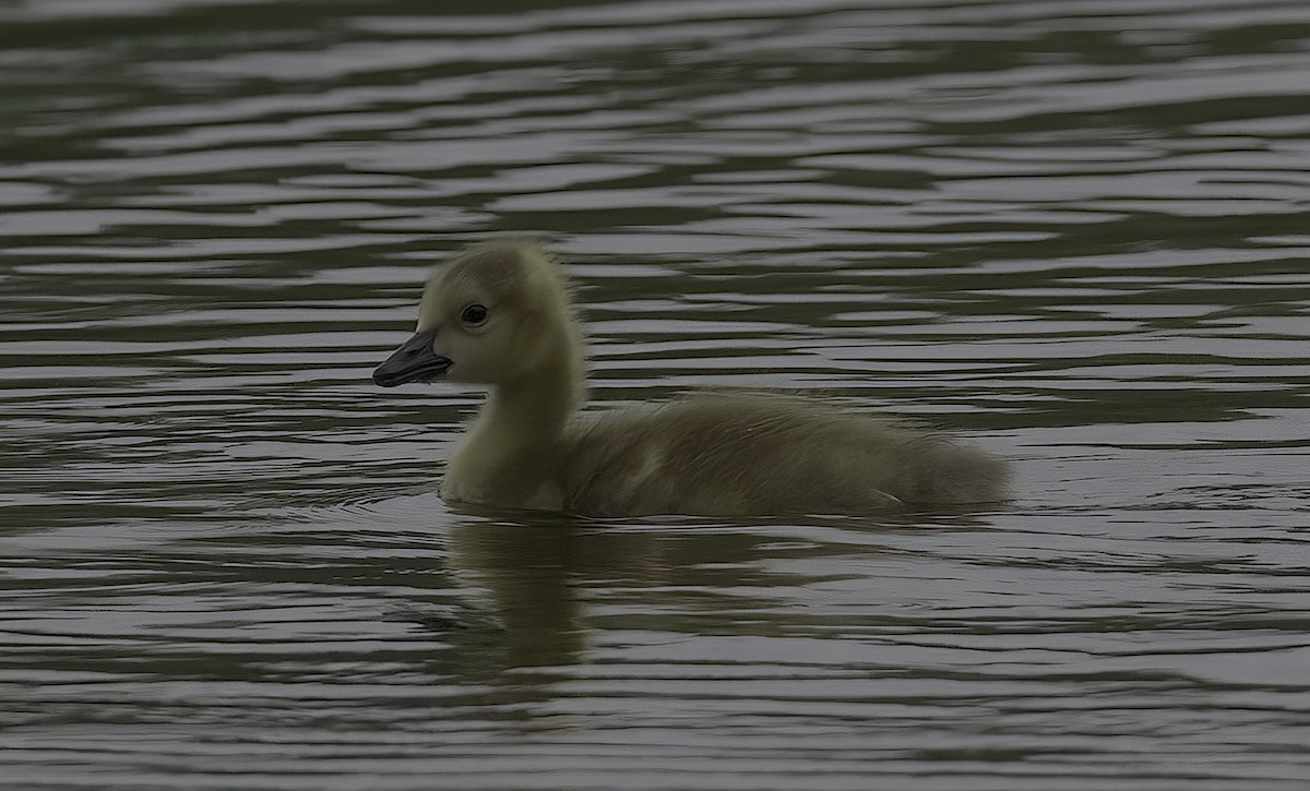 Canada Goose - Mandy Talpas -Hawaii Bird Tours