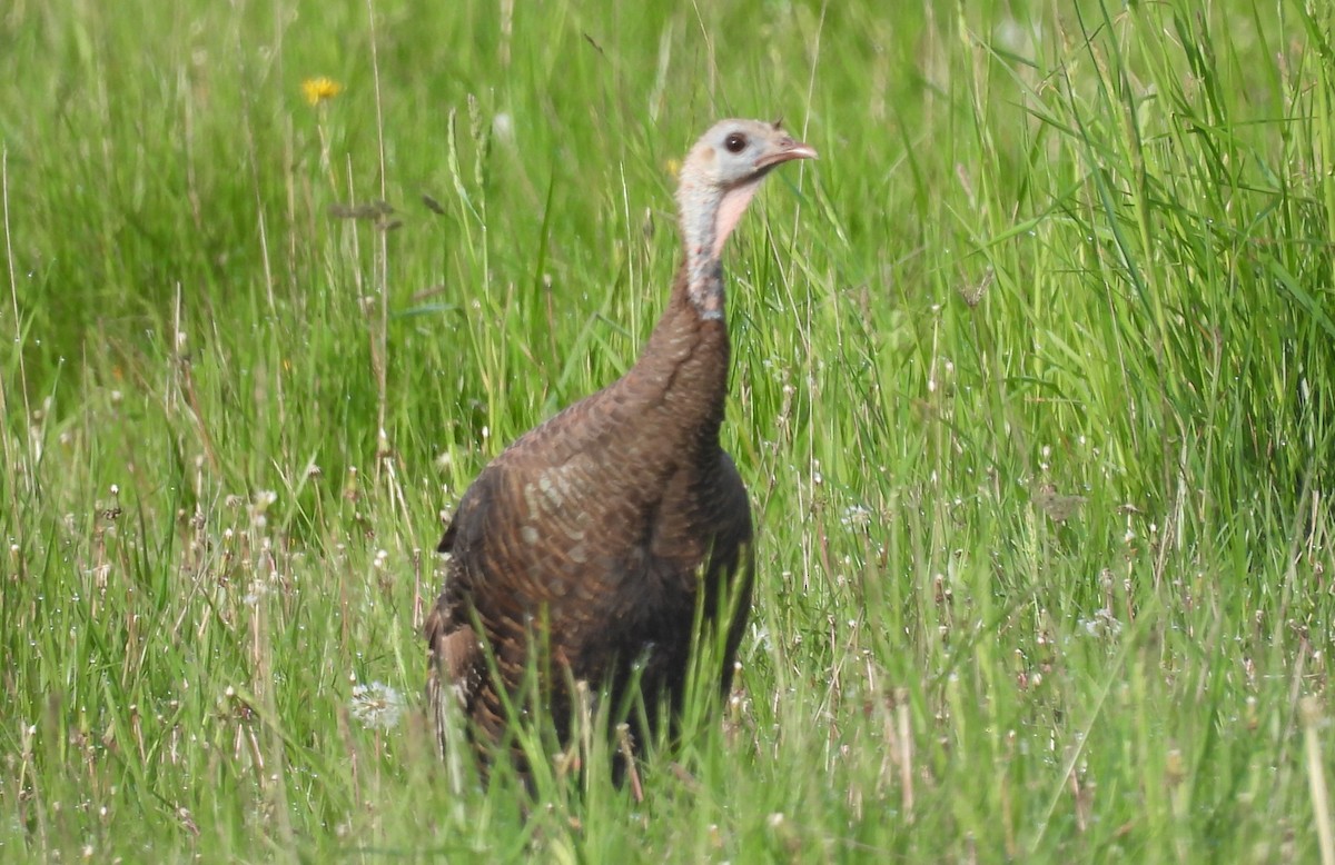 Wild Turkey - Joanne Muis Redwood