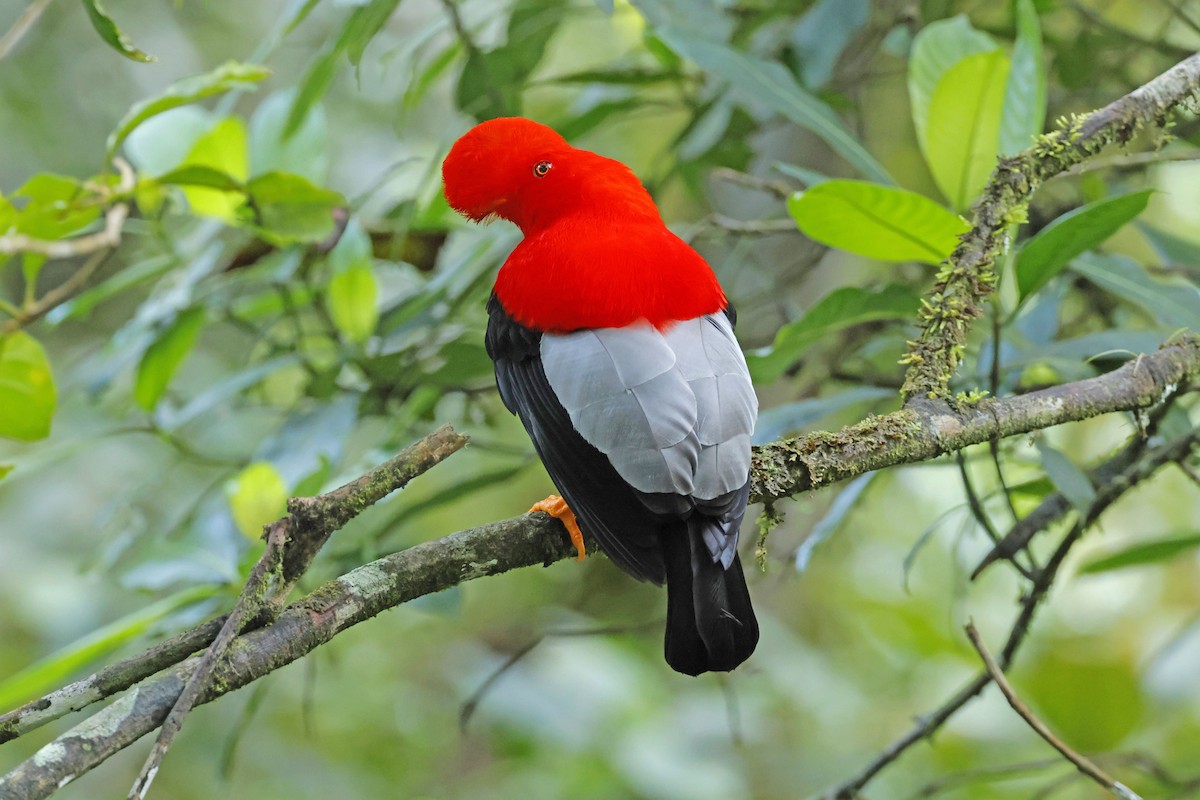 Andean Cock-of-the-rock - ML619470675