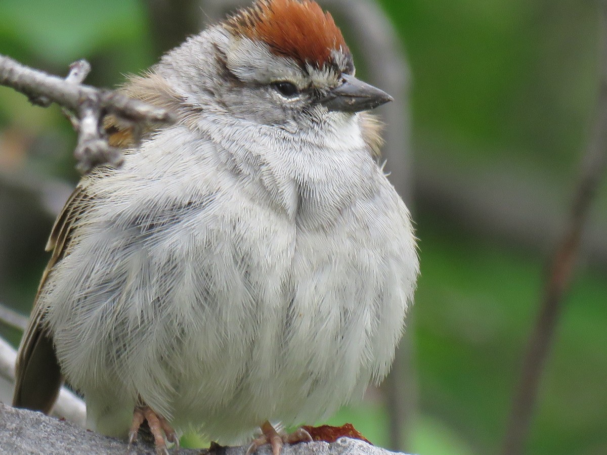 Chipping Sparrow - The Lahaies