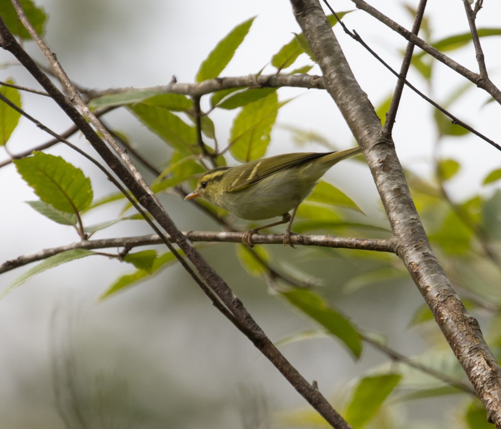 Blyth's Leaf Warbler - Lindy Fung