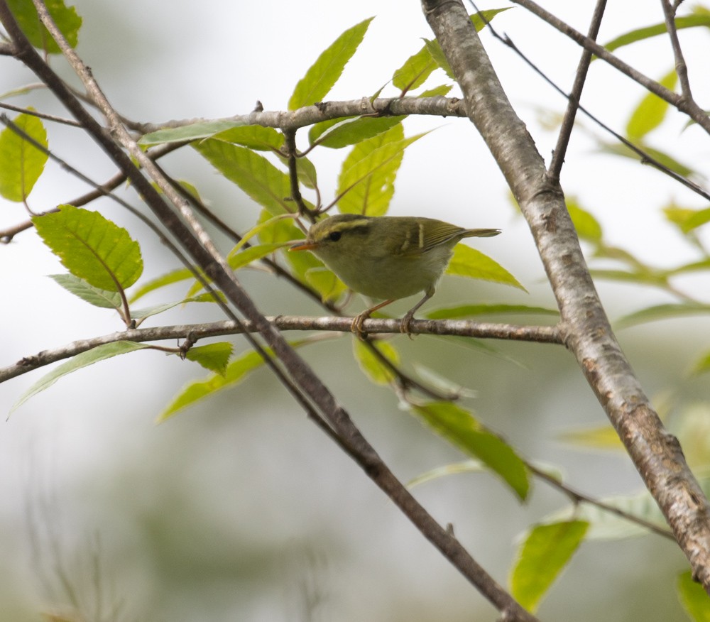 Blyth's Leaf Warbler - ML619470683