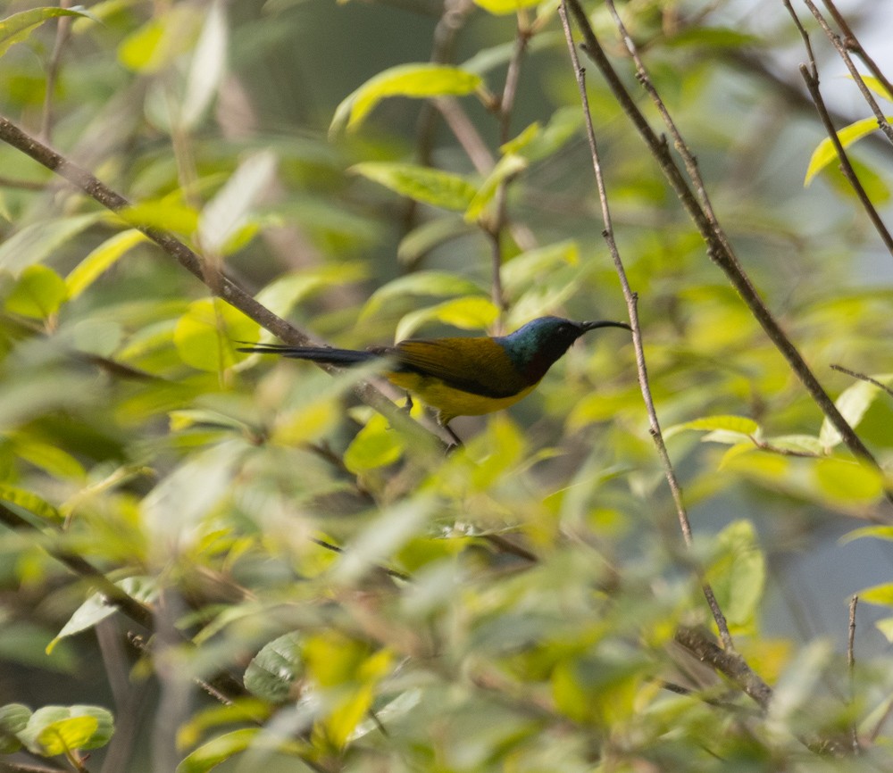 Green-tailed Sunbird - ML619470687