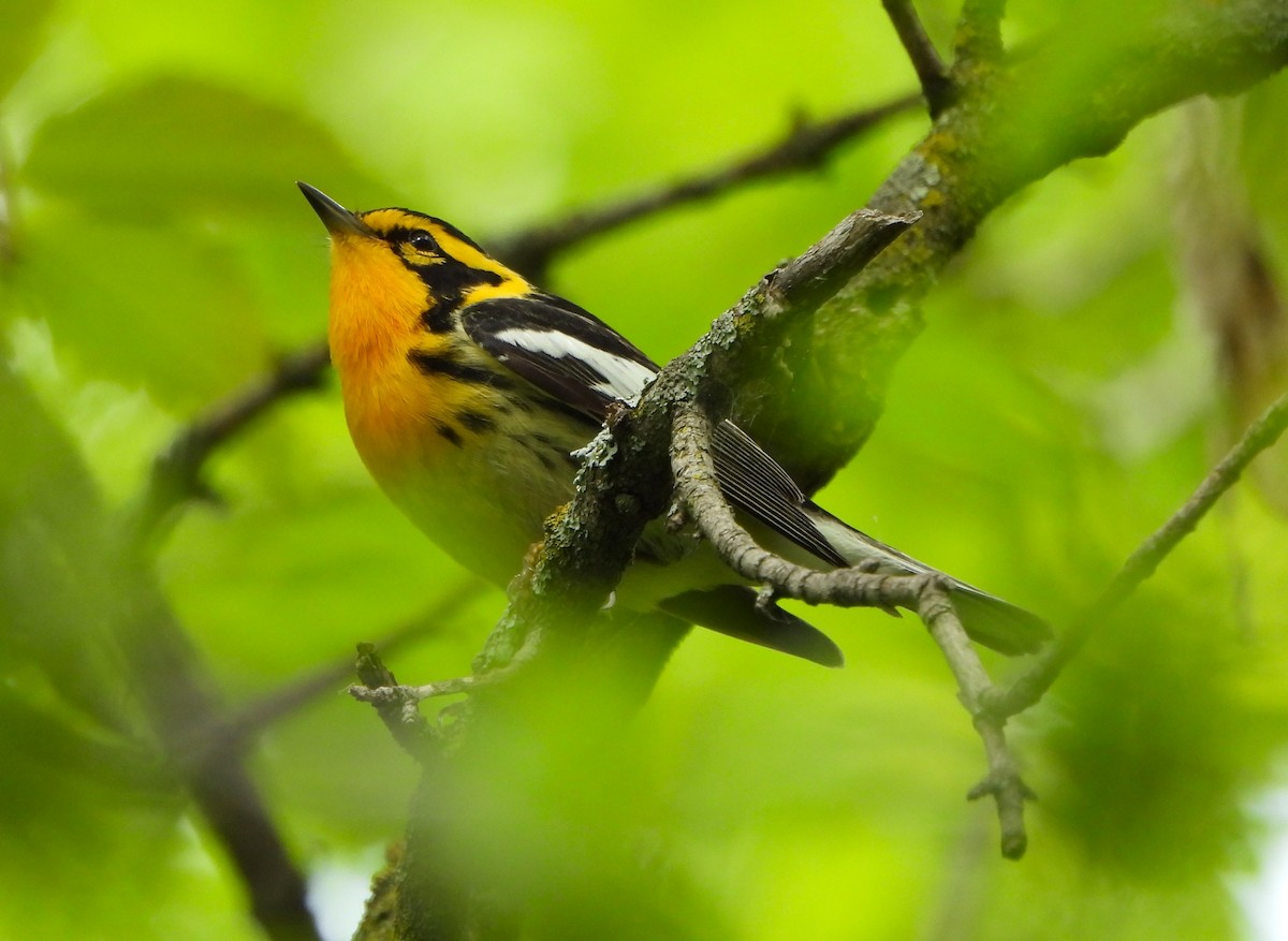 Blackburnian Warbler - ML619470690