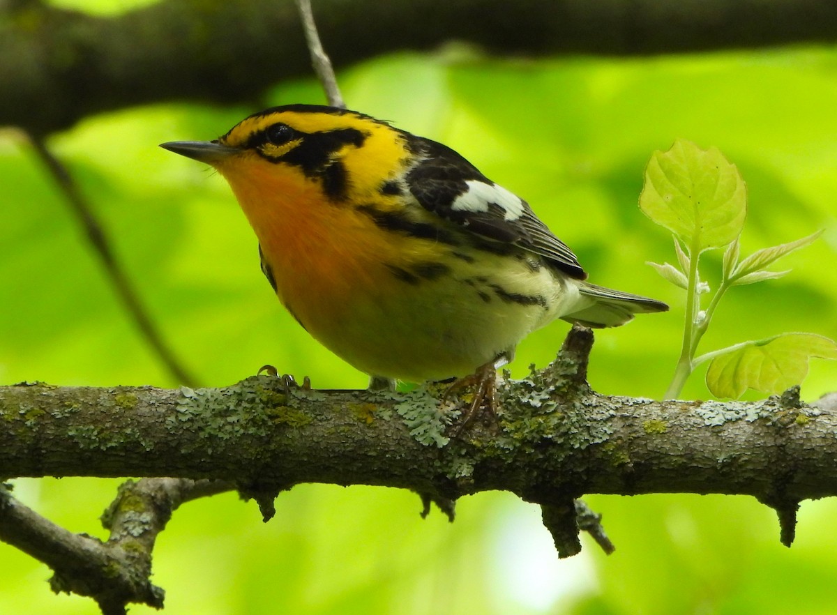 Blackburnian Warbler - Steven C