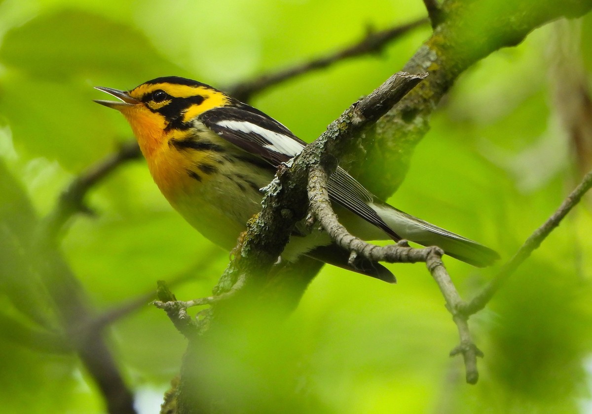 Blackburnian Warbler - Steven C