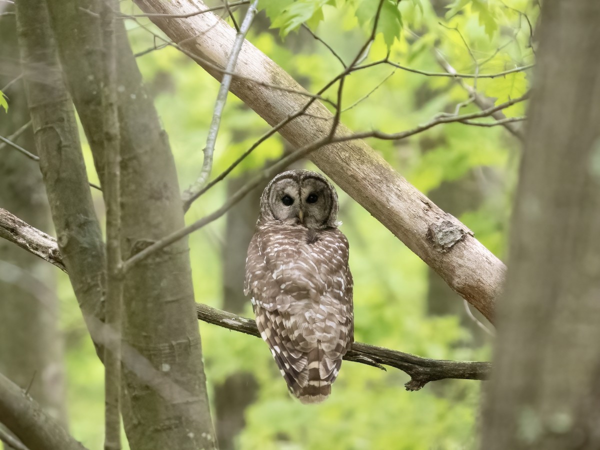 Barred Owl - ML619470695