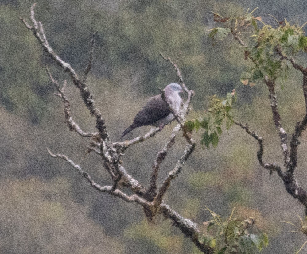 Mountain Imperial-Pigeon - Lindy Fung