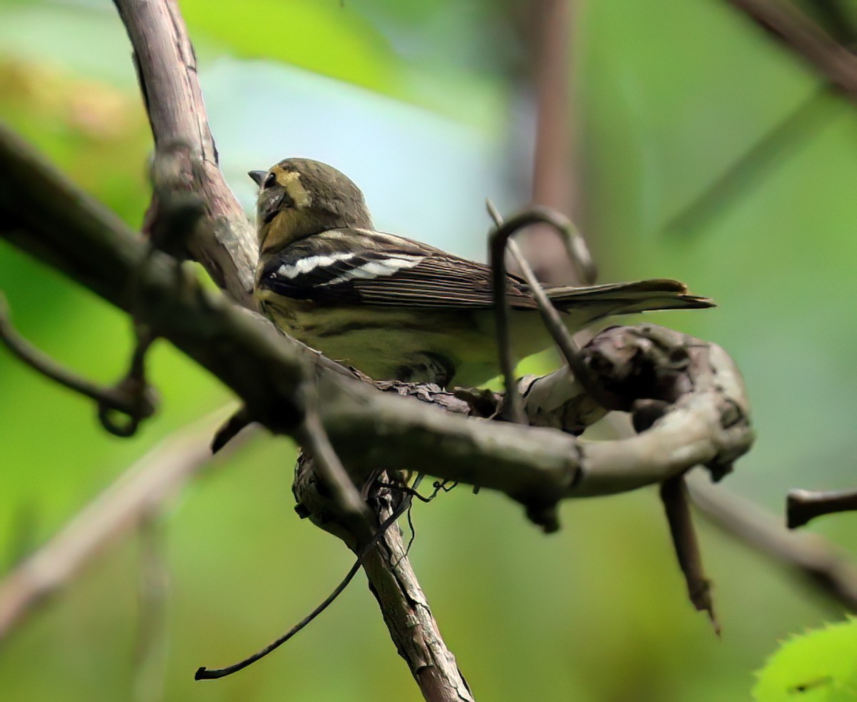 Black-throated Green Warbler - Charlotte Byers