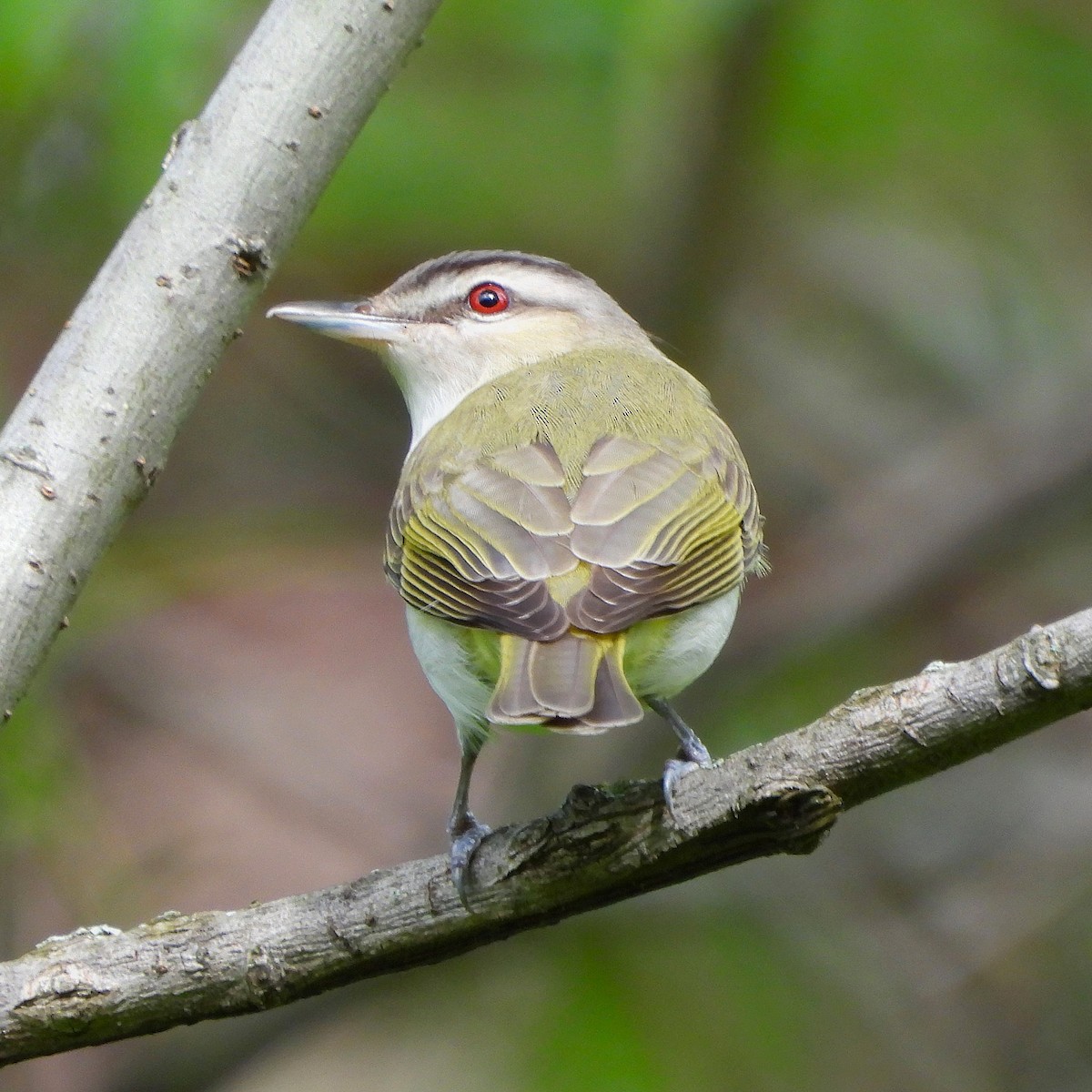 Red-eyed Vireo - Steven C