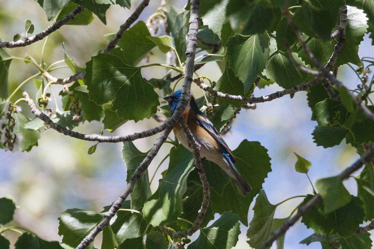 Lazuli Bunting - Kenny Younger