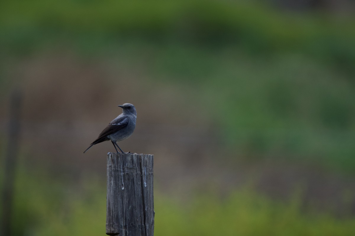 Mountain Wheatear - Nick Leiby