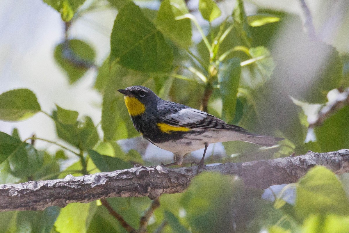 Yellow-rumped Warbler - ML619470734