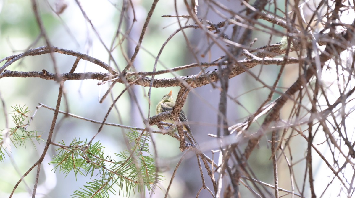 Western Flycatcher (Cordilleran) - Tonie Hansen