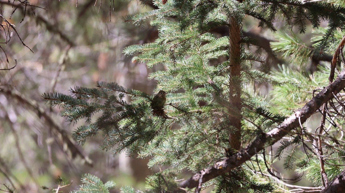 Western Flycatcher (Cordilleran) - Tonie Hansen