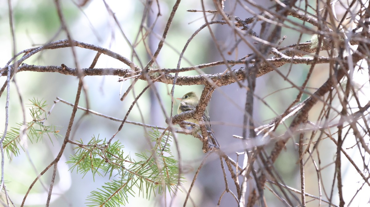 Western Flycatcher (Cordilleran) - Tonie Hansen