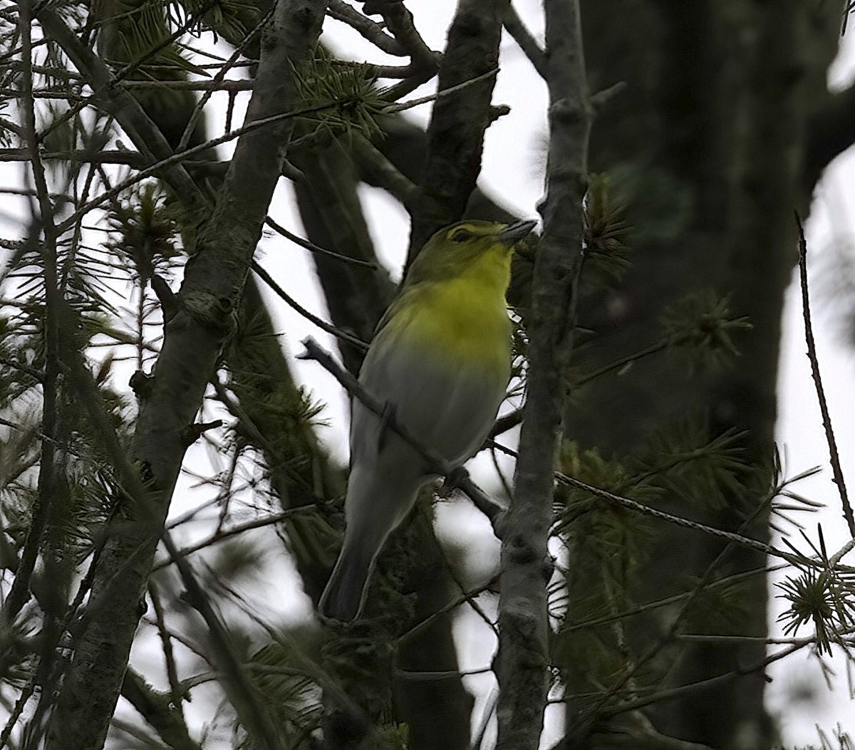 Yellow-throated Vireo - Mandy Talpas -Hawaii Bird Tours