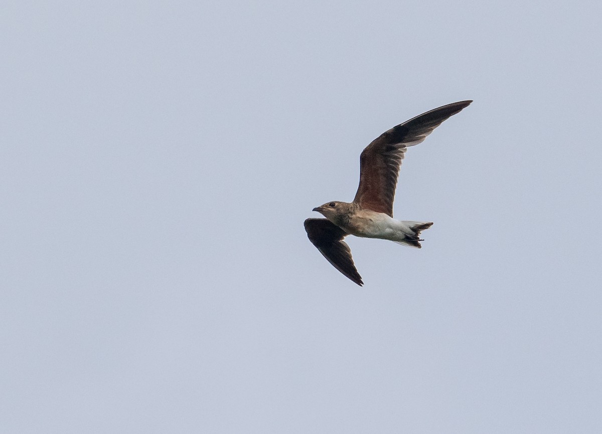 Oriental Pratincole - John le Rond