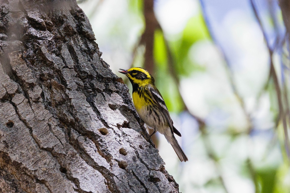 Townsend's Warbler - Kenny Younger