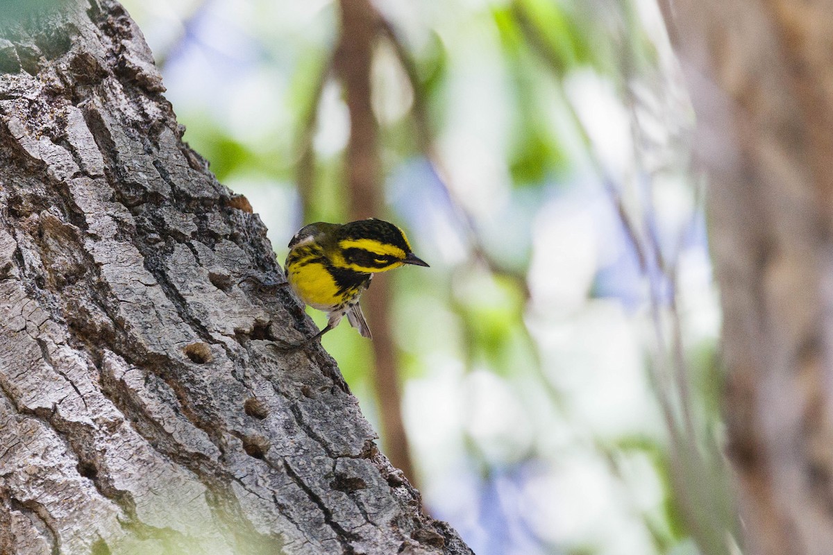 Townsend's Warbler - Kenny Younger