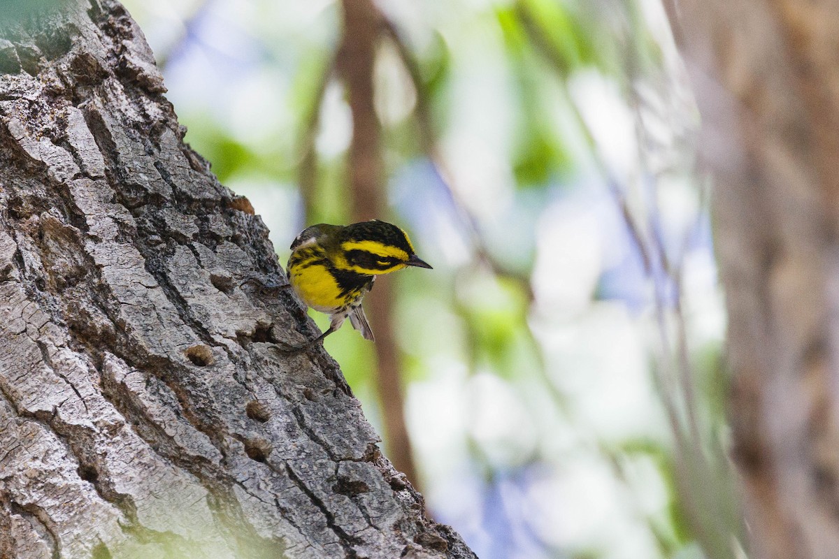 Townsend's Warbler - ML619470752